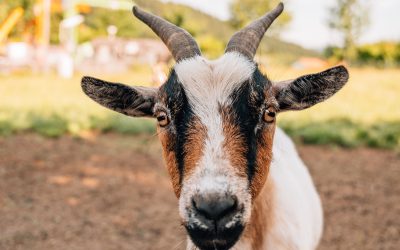 pixeltypen_rodelbahn-st.englmar_20250630_707525